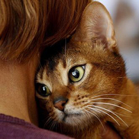 Seçtiğiniz hayvan karakterinizi ele veriyor!