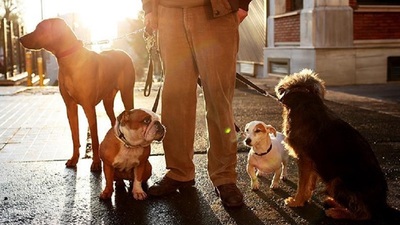 Köpek gezdiren ne kadar verecek?