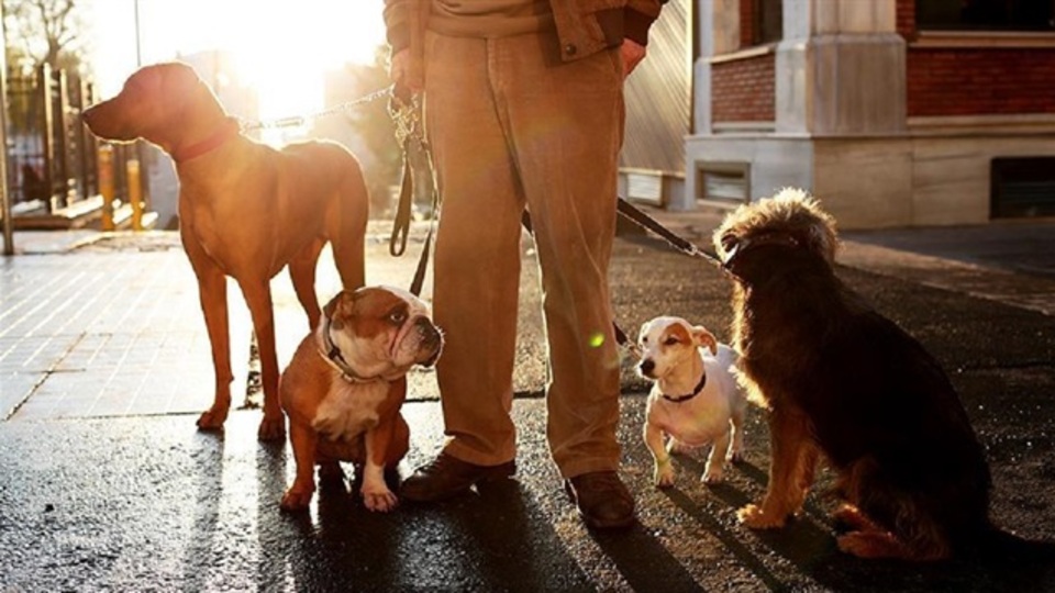 Köpek gezdiren ne kadar verecek?