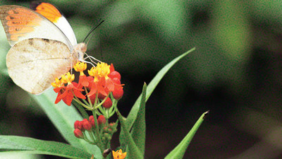 420 tür kelebekle Avrupa'dan zenginiz
