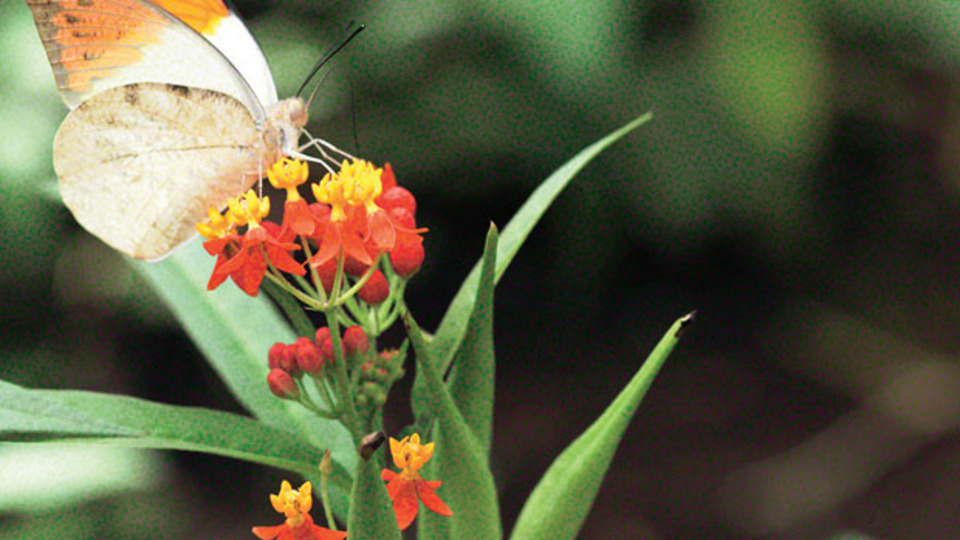 420 tür kelebekle Avrupa'dan zenginiz
