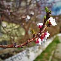 Nevruz kutlama mesajları