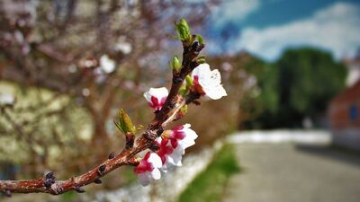 Nevruz kutlama mesajları