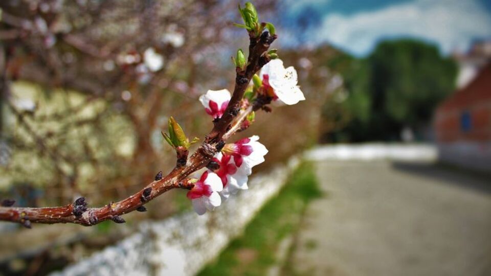 Nevruz kutlama mesajları