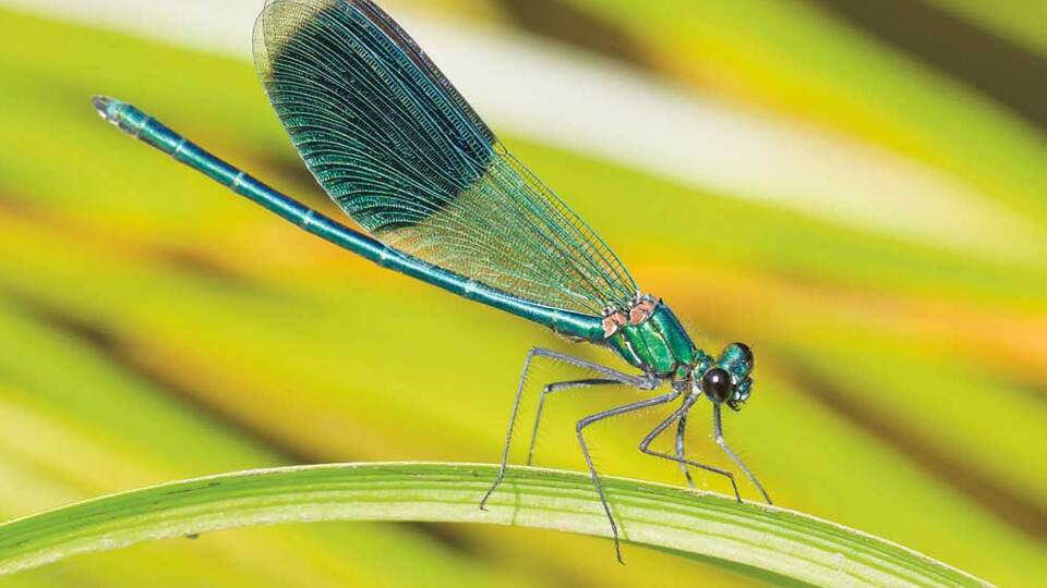 Böcek kanadından körlüğe...