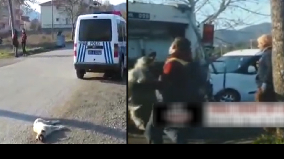 Yaralı köpeği çöp kamyonunda preslediler!