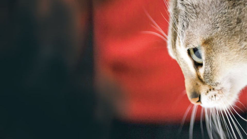 Kedilerin sevmediği yalan