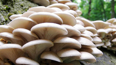 İstiridye mantarı nedir?