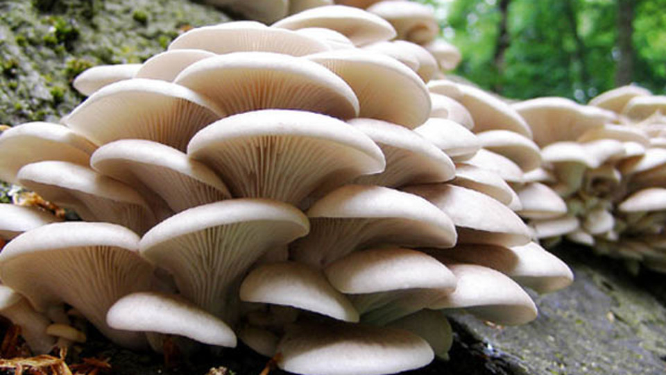 İstiridye mantarı nedir?