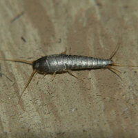 Karıncalara zarar vermeden kurtulmanın yolları!