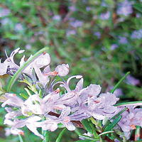 Uzun yaşamın sırrı: Biberiye