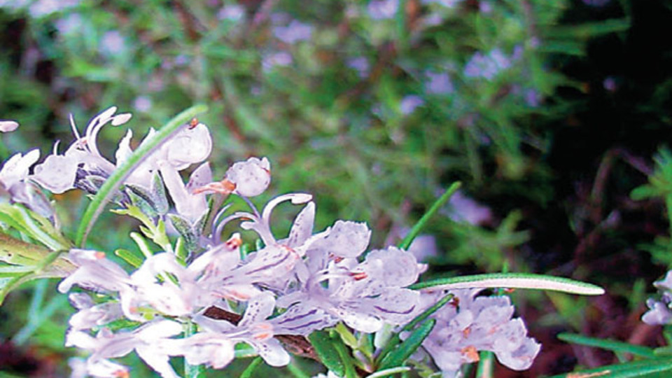 Uzun yaşamın sırrı: Biberiye