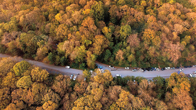 Megakentin yüzde 45'i orman
