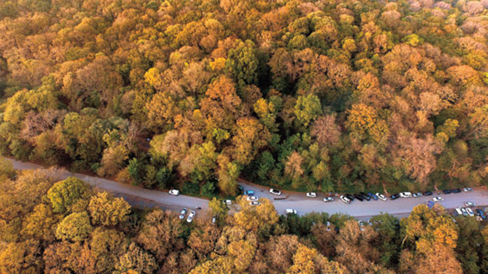 Megakentin yüzde 45'i orman