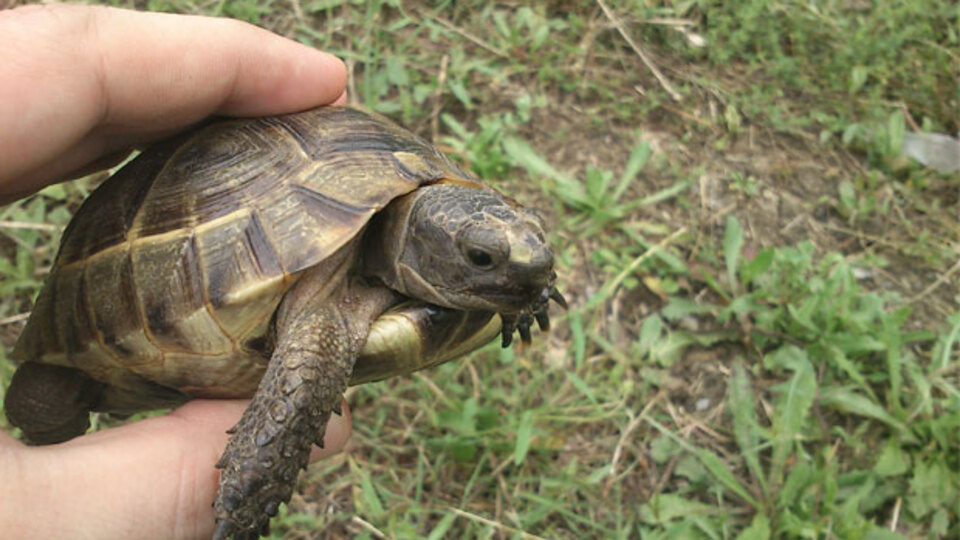 Şifayı onda arıyorlar!