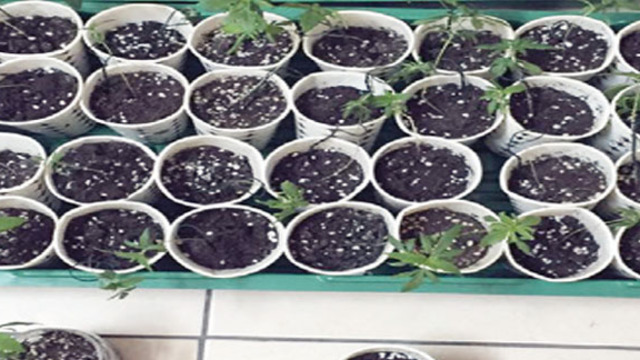 5'inci kat terasında zehir serası