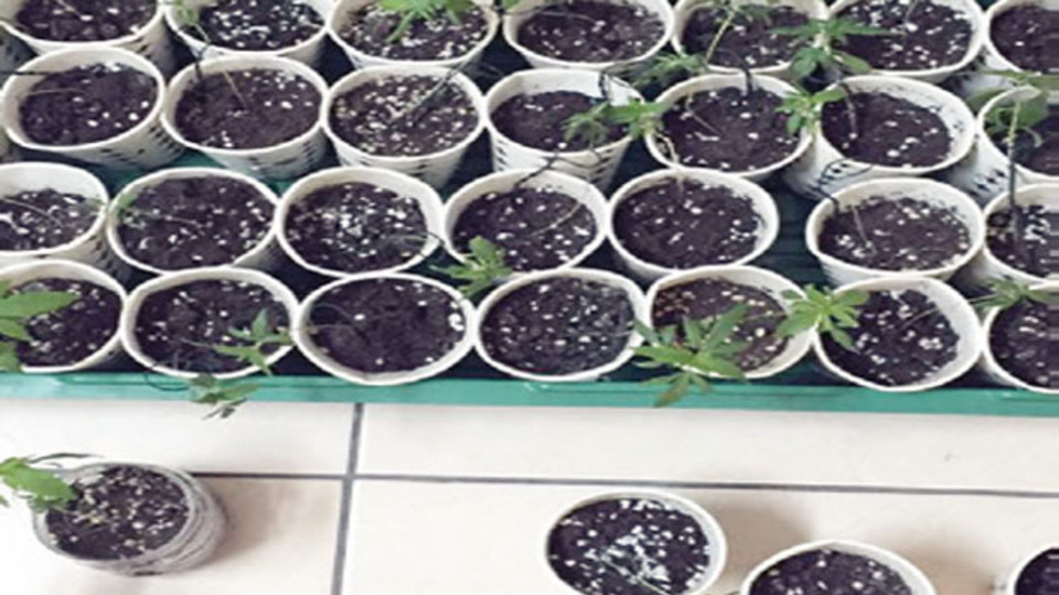 5'inci kat terasında zehir serası