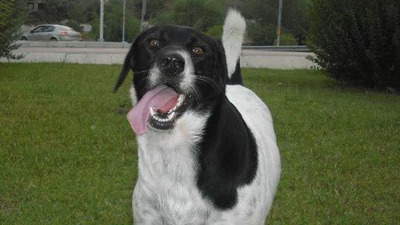 Ketaminle zehirlenen köpek için 7 yıl 4 ay hapis cezası