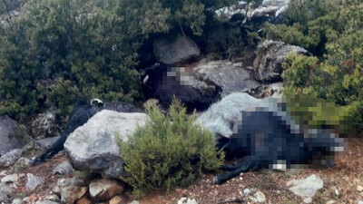 Yıldırım düştü: 35 keçi telef oldu!