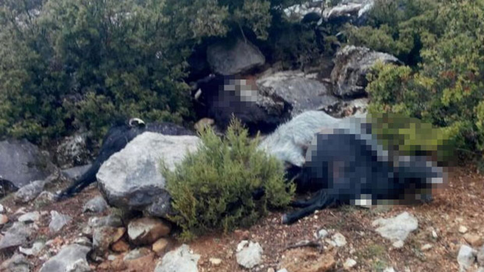 Yıldırım düştü: 35 keçi telef oldu!