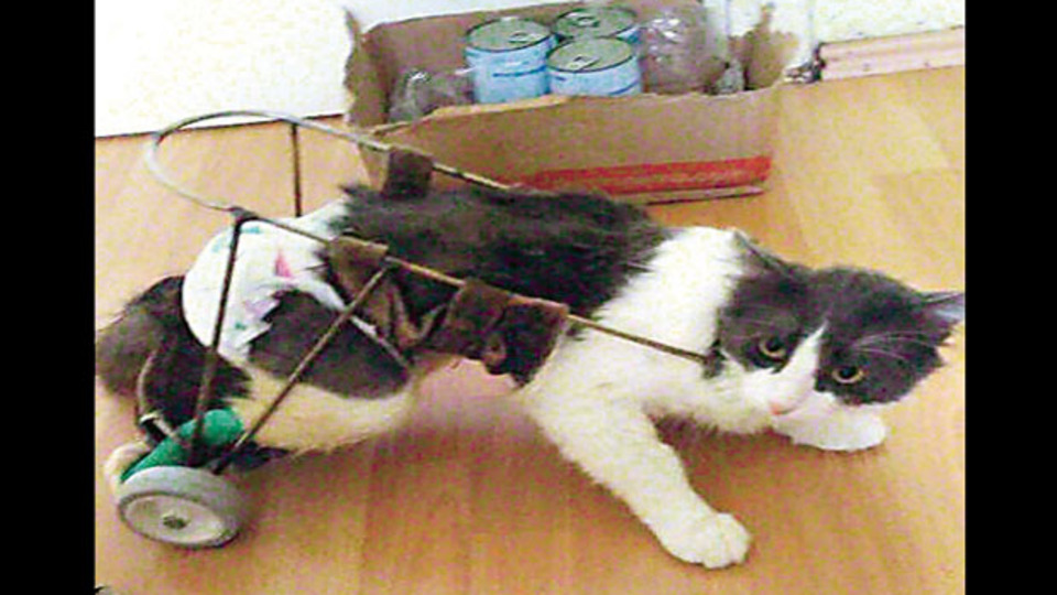 Felçli hayvanları yürüten Agop Usta