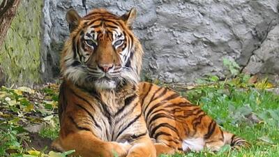 ABD'de hayvanat bahçesinde dehşet