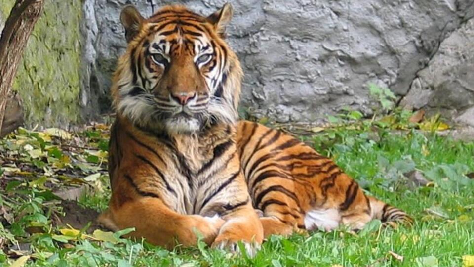 ABD'de hayvanat bahçesinde dehşet