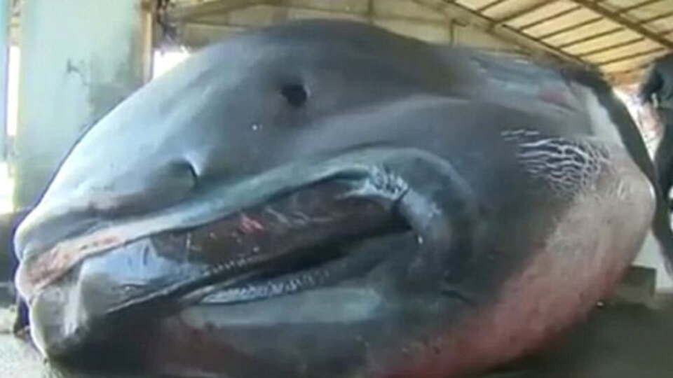 Japon balıkçıları şok etti