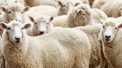 Kurban Bayramı ne zaman?