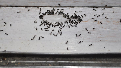 Evinizde çok karınca varsa...