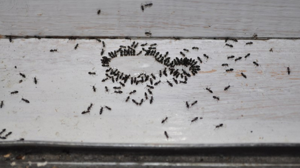 Evinizde çok karınca varsa...