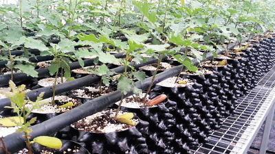 Sosyete mantarında aşı tuttu