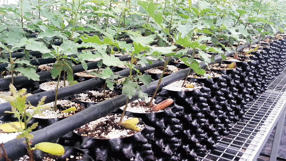 Sosyete mantarında aşı tuttu