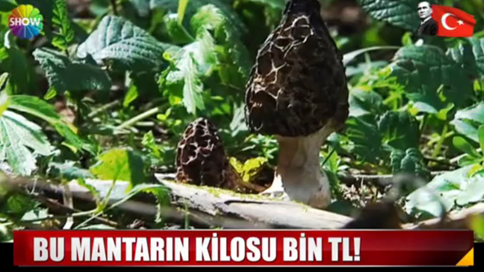 Kilosu dudak uçuklatıyor