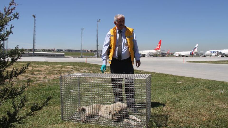 Havalimanına giren köpekler için özel tim kuruldu