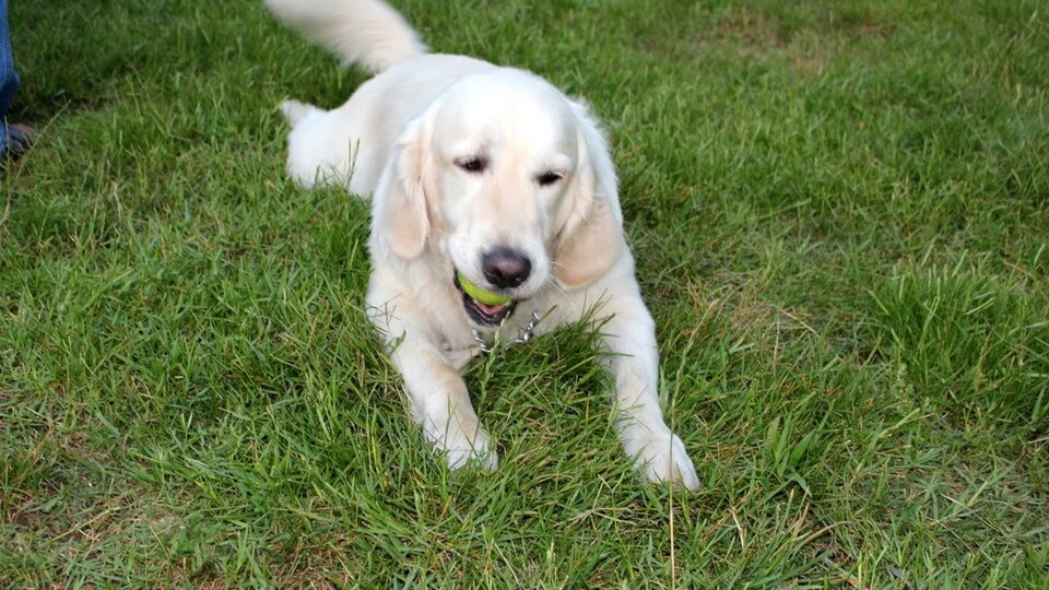 Sokağı pisleten köpeğe bin 500 lira ceza