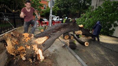 Beşiktaş'ta asırlık ağaç minibüsün üzerine devrildi