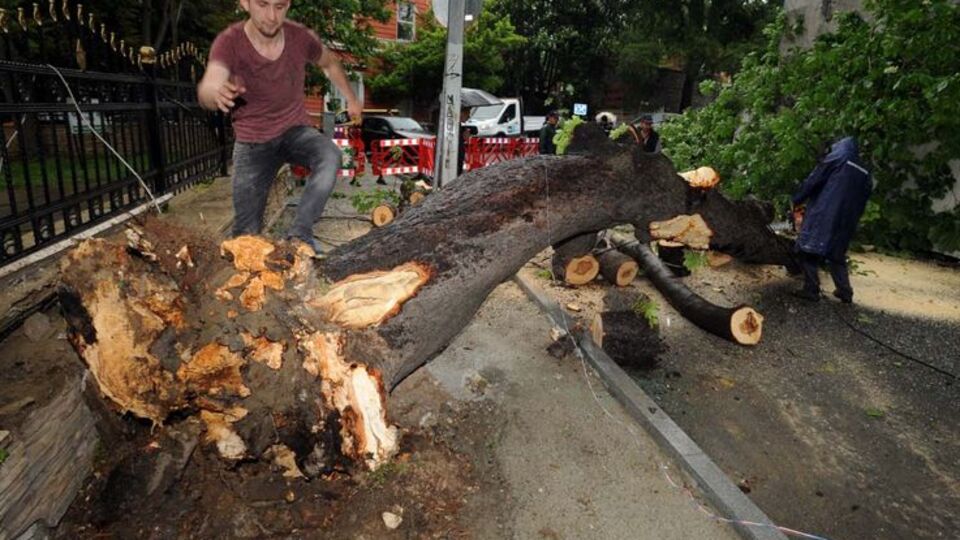 Beşiktaş'ta asırlık ağaç minibüsün üzerine devrildi