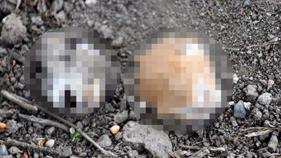 Osmaniye'de vahşet!