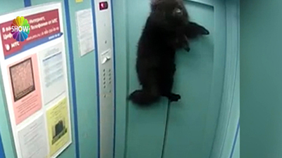 Sahibinden kaçtı, asansöre tutuldu!