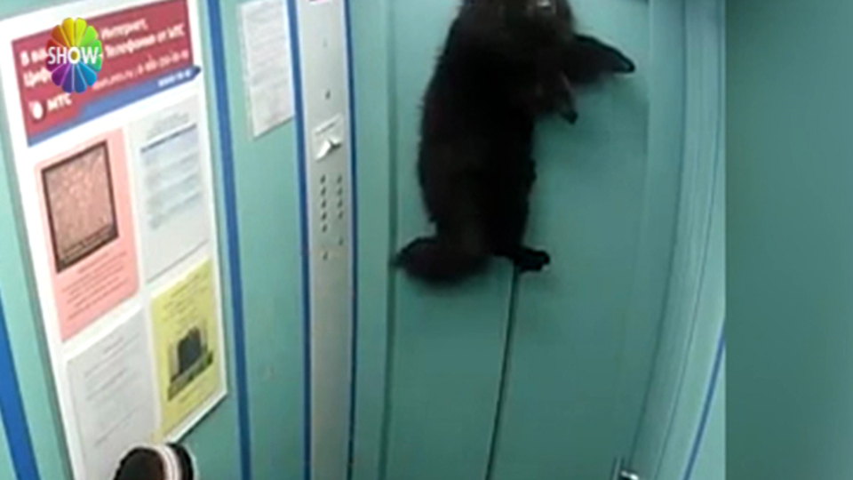 Sahibinden kaçtı, asansöre tutuldu!