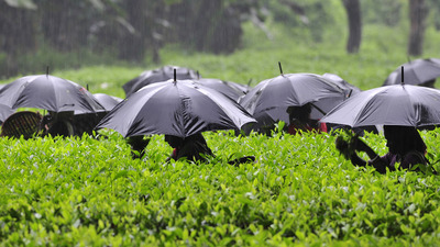 Süt, çay, fındık, zeytinyağı için kritik adım!