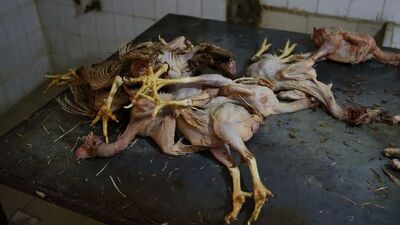 İzmir'de kaçak tavuk kesimine baskın!