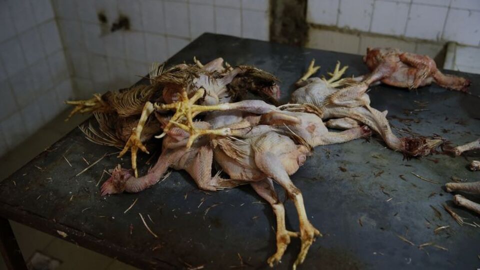 İzmir'de kaçak tavuk kesimine baskın!