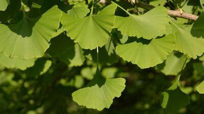 "Yaşayan fosil" milyonlarca yıldır insanlığın hizmetinde