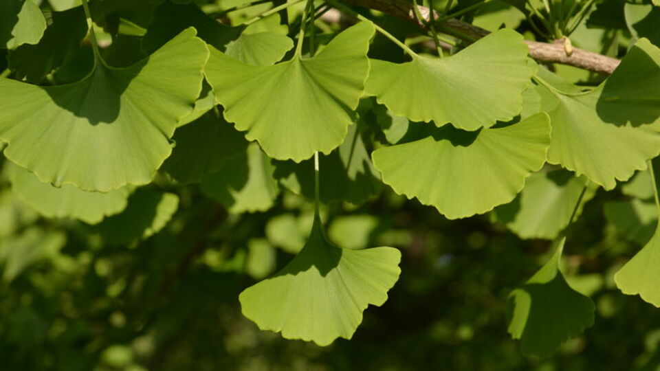 "Yaşayan fosil" milyonlarca yıldır insanlığın hizmetinde