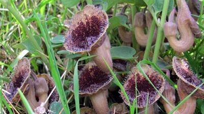 Dünyada sadece Samsun'da var! Yeri sır gibi saklanıyor