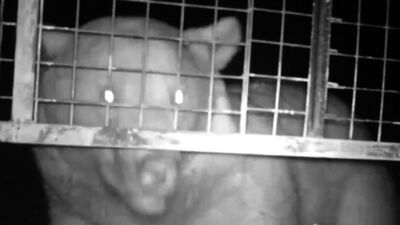 Arı kovanlarına dadanan ayıya suçüstü!