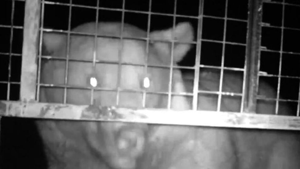 Arı kovanlarına dadanan ayıya suçüstü!