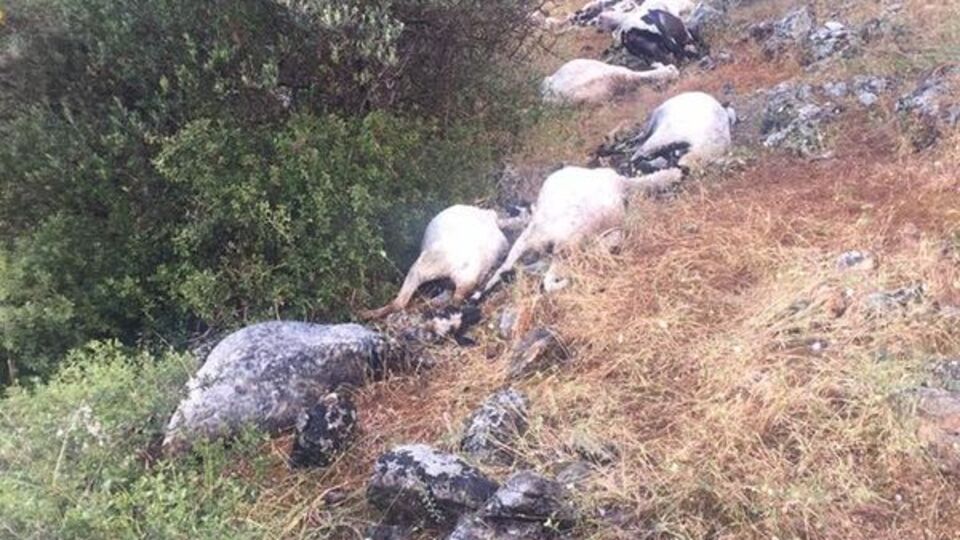Sürüye yıldırım düştü! 32 koyun telef oldu